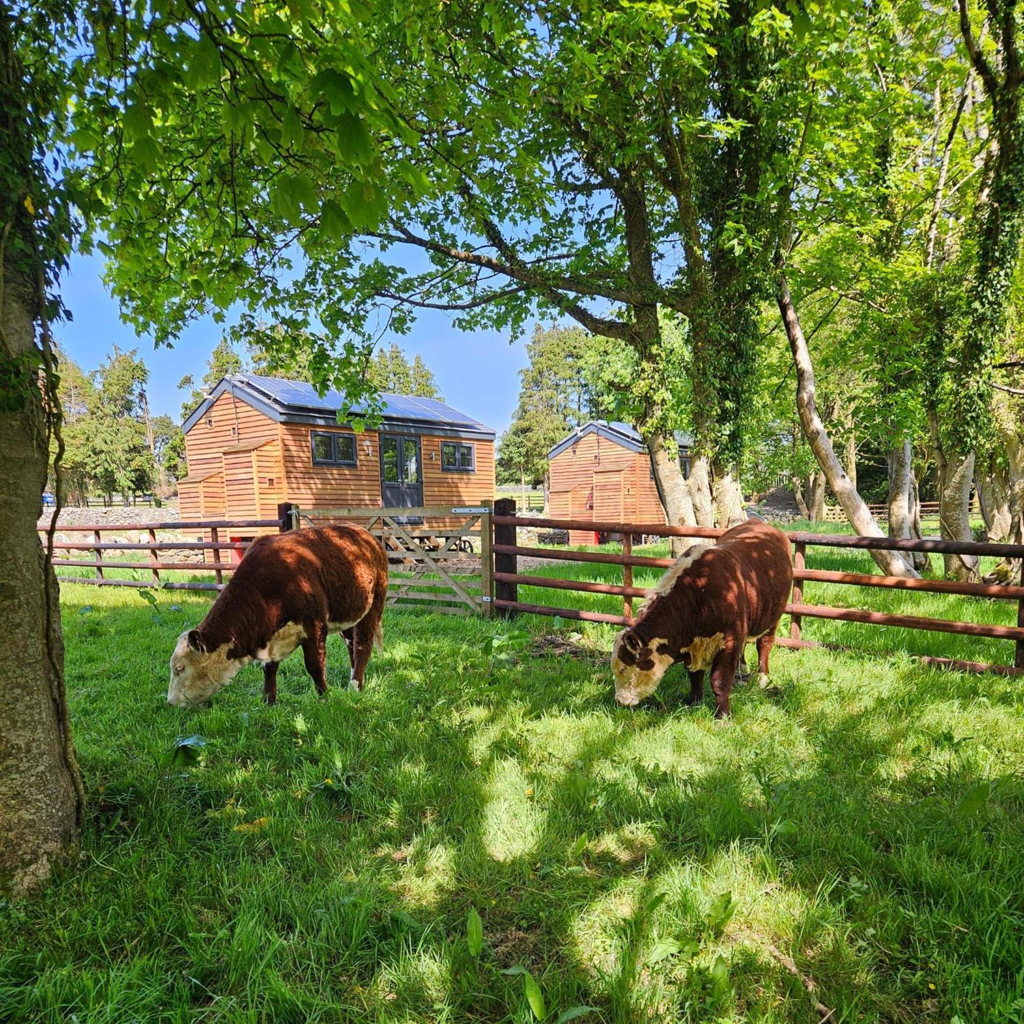 Woodland Shepherds Hut - 'saga' Lodge *